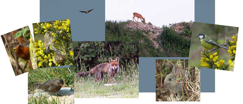 montage of wildlife